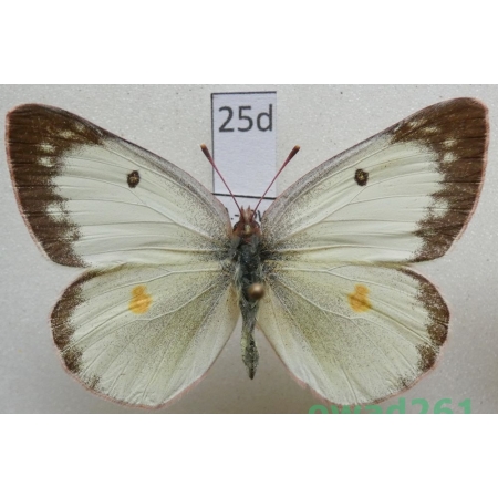 Colias eurytheme Boisduval, 1852 female USA25d